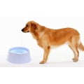 Miniatyrbillede 3 af 5: 1200ml Vandskål til kæledyr - Flydende Langsom Foderfontæne til Kat og Hund