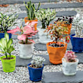 Miniatyrbillede 3 af 5: 5 stk Små Blomsterpotter Plastik Drænhuller Underkopper Planter
