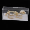 Miniatyrbilde 1 av 5: Kanin-skjelettprøve Dyrebenmodell Utdanningsmessig