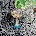 Miniatyrbilde 4 av 5: Miniatyr Lykkelige Sopp Resin Statue Med Gammel Kvinne Ansikt Hage Yard Lawn Dcor