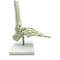 Miniatyrbillede 3 af 5: 1:1 Menneskelig Skelet Fod Anatomi Model Fod Og Ankel Med Anatomisk Model Anatomi Undervisnings Ressource-yuhao