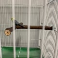 Miniatyrbilde 3 av 4: T-formet fugleperchestativ i tre for bur