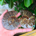 Miniatyrbillede 3 af 5: 2 stk. Madagaskar Fossiler Iridescent Ammonit Prøve