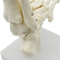 Miniatyrbillede 2 af 5: 1:1 Menneskelig Skelet Fod Anatomi Model Fod Og Ankel Med Anatomisk Model Anatomi Undervisnings Ressource-yuhao