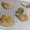 Miniatyrbillede 3 af 5: Ny 6\" Leader Gutter Guard Blade Beskytter Mod Grene