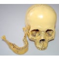 Miniatyrbilde 3 av 4: 1:1 Menneskelig Skalle Resinmodell Anatomisk Skjelett