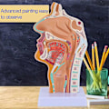 Miniatyrbilde 5 av 5: Anatomisk modell av nesehule, svelg og strupehode - Menneskelig anatomisk svelg og strupehodemodell for studenters studie og visning