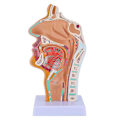 Miniatyrbilde 1 av 5: Anatomisk modell av nesehule, svelg og strupehode - Menneskelig anatomisk svelg og strupehodemodell for studenters studie og visning