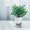 Miniatyrbilde 3 av 4: 3 stk Selvvannende Automatiske Plantepotter til Bord