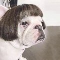 Miniatyrbillede 4 af 5: Frisure Mode Paryk Dyre Parykker 4 Stil Kat Hund Cosplay