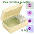 Miniatyrbillede 1 af 5: 12 stk. Løg Anthers Meiose Mikro Skive Celledeling