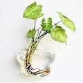 Miniatyrbild 1 av 3: Väggmonterad Akvarium Glasvas Hydroponisk Dekoration
