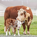 Miniatyrbilde 3 av 4: 6 stk. Kubeklokke, Sau Kubeklokker Beite Klokker, Kobber Klokker Kveg Bronse Klokke-yuhao
