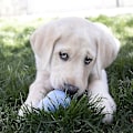 Miniatyrbillede 3 af 5: XS-L Kong Puppy Hundefjolle Valg af Hundefoder