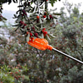 Miniatyrbillede 4 af 5: Frugtplukkerkurv til at plukke frugt - Apple Picker - Praktisk uden stang