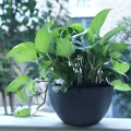 Miniatyrbild 2 av 3: Hängande Planterblomkruka Självbevattnande Inomhus Utomhus