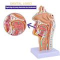 Miniatyrbilde 2 av 5: Anatomisk modell av nesehule, svelg og strupehode - Menneskelig anatomisk svelg og strupehodemodell for studenters studie og visning