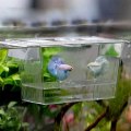 Miniatyrbillede 2 af 5: Akryl Fiskedam Opdræt Isolationsboks Akvarium Inkubator