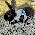 Miniatyrbild 4 av 4: Kaninsele Bekväm Justerbar Dragverktyg Iller Råttor Mjukt Nätsele Koppel Väst Set Husdjurstillbehör Grey L