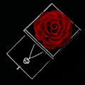 Miniatyrbillede 3 af 5: Konserveret Rose "Elsker Dig" Halskæde 100 Sprog Gaveæske