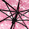 Miniatyrbild 3 av 5: Transparenta paraplyer för skydd mot vind och regn - Klar Sakura 3-delad paraply med tydlig sikt - Hushållsregnkläder
