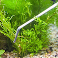 Miniatyrbillede 2 af 5: 3 stk. Akvarium Tank Værktøjssæt Aquascaping Fisketank Planter