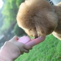 Miniatyrbillede 4 af 5: Mini Bærbar Vandflaske til Små Hunde Rejse Skål