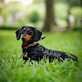 Miniatyrbillede 5 af 5: Hunde line 1,5 m stærk hundeline med stærkt reflekterende tråde, 360 graders tangle-fri og behagelig polstret