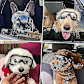Miniatyrbild 5 av 5: Hundglasögon för små raser, UV-skyddande hundsolglasögon för medelstora hundraser, gratis frakt