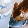 Miniatyrbild 5 av 5: 1PCS Automatisk Vattendispenser för Husdjur, Katt Vattendispenser, Hund Vattendispenser, Siphon Princip Bubbla Drickskål Dricksdispenser