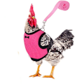 Miniatyrbillede 2 af 5: Kyllinge Sele med Snøre Justerbar Åndbar Kæledyrs Sele til And Gå Hønse Medium (Pink)