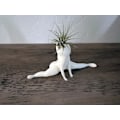 Miniatyrbillede 3 af 5: Sjov stor numse spøgelse potteplanter rædsler i dette hus latterlige luftplante display & gag gave med levende luftplante Tillandsia Jst（spøgelse blomsterpotte）