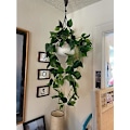 Miniatyrbillede 5 af 5: Kunstige hængende planter Ivy Vine falske blade Greeny kæde væg hjem værelse have bryllup guirlande (1stk, ingen kurv)