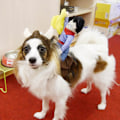 Miniatyrbillede 4 af 5: Cowboy Rider kæledyrskostume til hunde og katte (XL)
