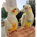 Miniatyrbillede 4 af 5: Kæledyrsfugle Tøj Kæledyr Flyvende Tøj