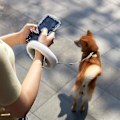 Miniatyrbilde 2 av 5: Automatisk innrullbar hundetrekk med LED-belysning