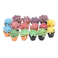 Miniatyrbilde 1 av 5: 16 stk. dukkehuspotteplanter i harpiks, 1:12 skala, naturtro utseende, levende, rike farger, miniatyrplanter for 1:12 dukkehus