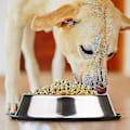 Miniatyrbillede 4 af 5: Jy rustfrit stål hundeskål med gummibase kompatibel med små/mellemstore/store hunde, kæledyr foderautomat