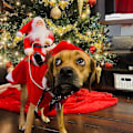 Miniatyrbillede 5 af 5: Løbende julemand julehunde kostumer, julemanden rider på kæledyr dragt klæde sig ud tøj til små