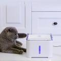 Miniatyrbillede 4 af 5: Pet Vandfontæne 2L Automatisk Hundedrikkedispenser Elektrisk LED-belysning 7 Graders Hældning