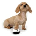 Miniatyrbillede 2 af 5: Hunde tale træningsknap kæledyr talende knap hundetræning talende knap