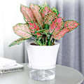 Miniatyrbild 4 av 5: Självbevattnande blomkruka, självbevattnande transparent botten Stor
