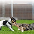 Miniatyrbillede 4 af 5: Hunde legetøj, holdbart tyggelegetøj til rengøring af tænder, plysdyr hundetræningslegetøj