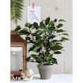 Miniatyrbillede 2 af 3: Kunstig Blomsterplante Ficus Natasja H40 cm - Glimmerdekorationer