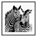 Miniatyrbillede 1 af 3: Zebra glasramme (2 x 50 x 50 cm)