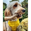 Miniatyrbillede 2 af 2: Tyggelegetøj - NYLABONE - Maksimal kraft - Robust nylon - Jordnøddesmørsmag - Til mellemstore hunde kastanj