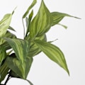 Miniatyrbillede 2 af 4: Mica Decorations Hosta Kunstig plante - H65 x Ø40 cm - Grøn Grön