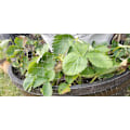Pikkukuva 5 / 5: 2x9m Lintuverkko Aita Puutarhakasveille Hernehedelmäverkot Lampiverkko Puutarhatilalle Viinitarha Lammen Aita 2x9m