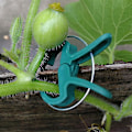 Miniatyrbillede 4 af 5: 40 stk. Planteclips og Tomatklips til Haveplanter