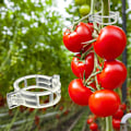 Miniatyrbillede 1 af 5: Tomatclips, Plastik espalierclips, Plantesupportclips, Haveclips til at vokse oprejst Gør planter sundere